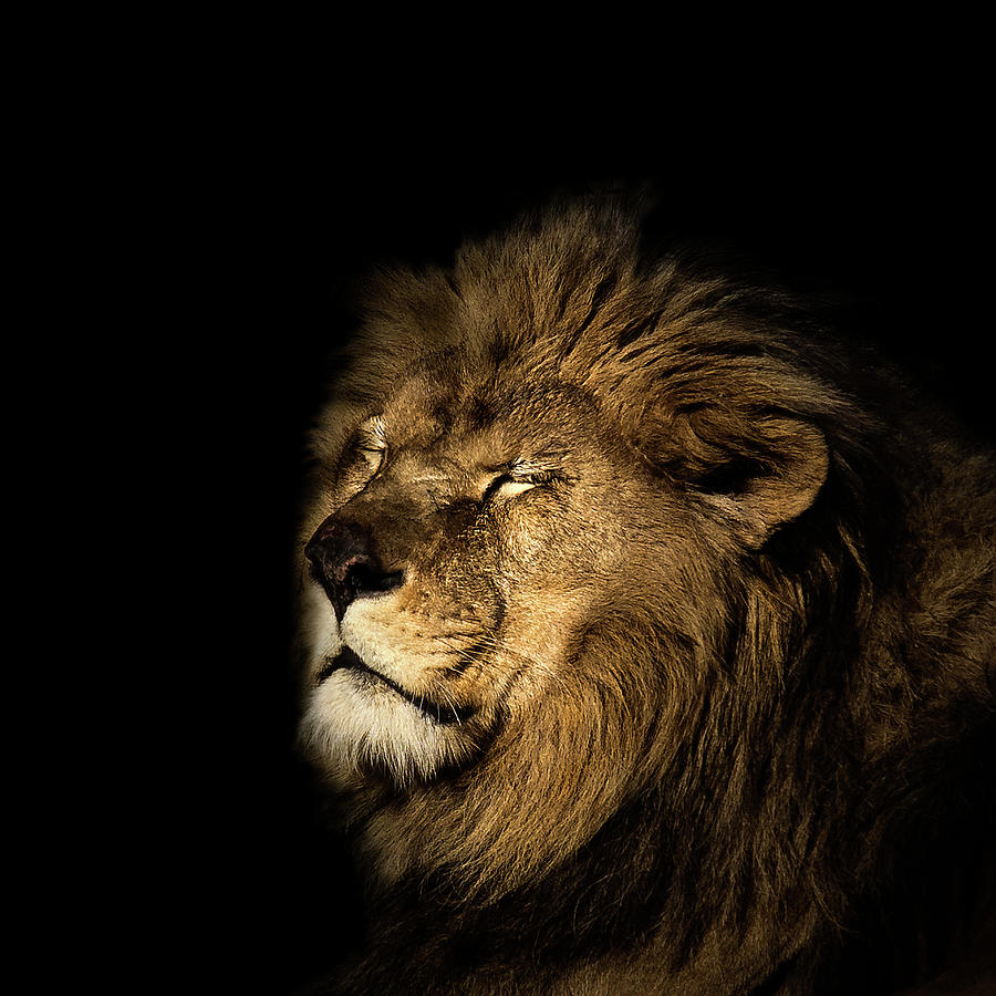 Lion Photograph by Pvicens