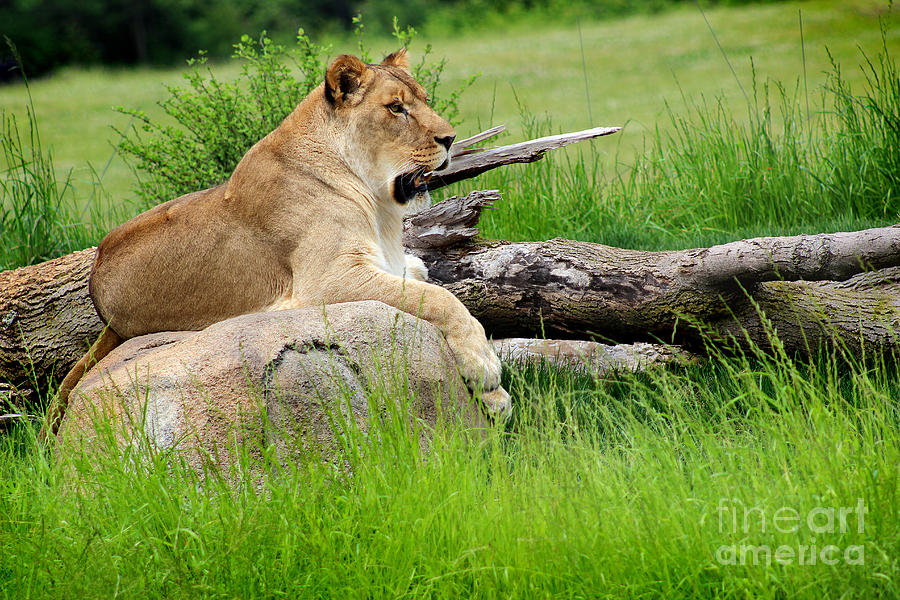 Lion Queen Photograph by Karen Adams