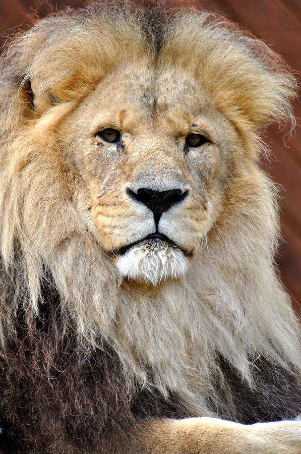 Nature Photograph - Lion by Rachel  Slater