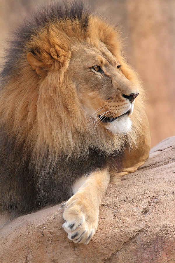 Lion Relaxed Photograph by Coby Cooper