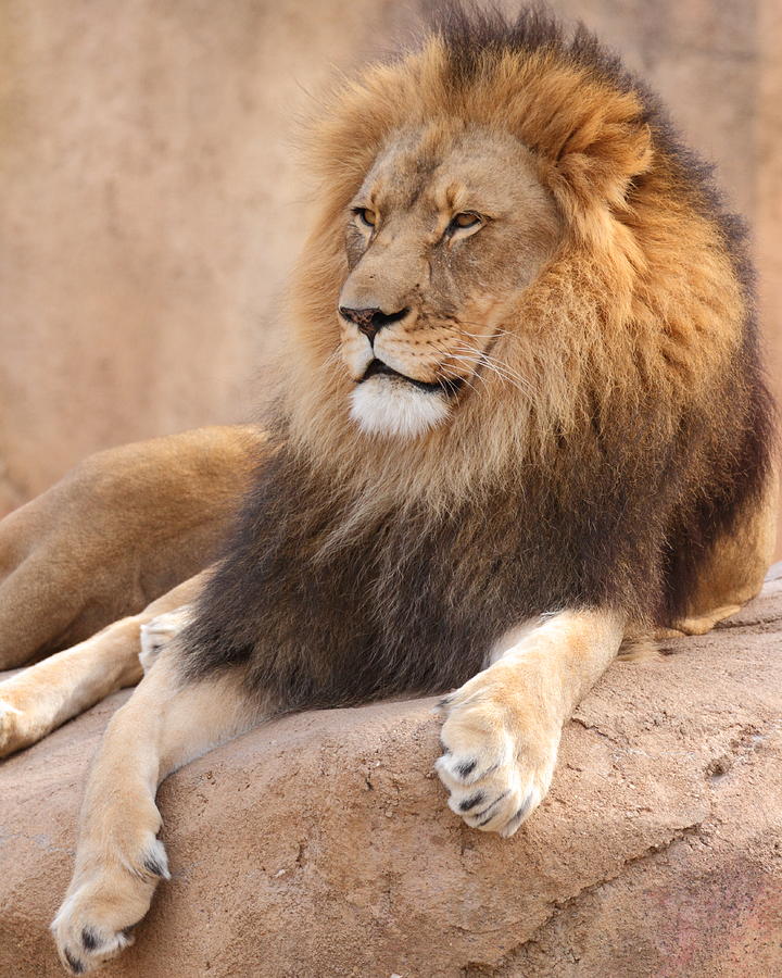 Lion Resting Photograph by Coby Cooper