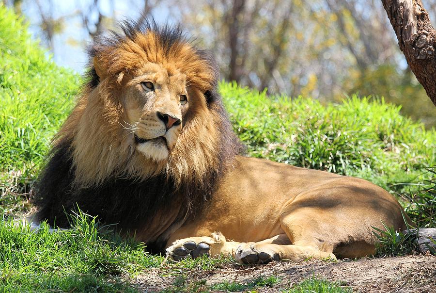 Lion Resting Photograph by Jane Girardot