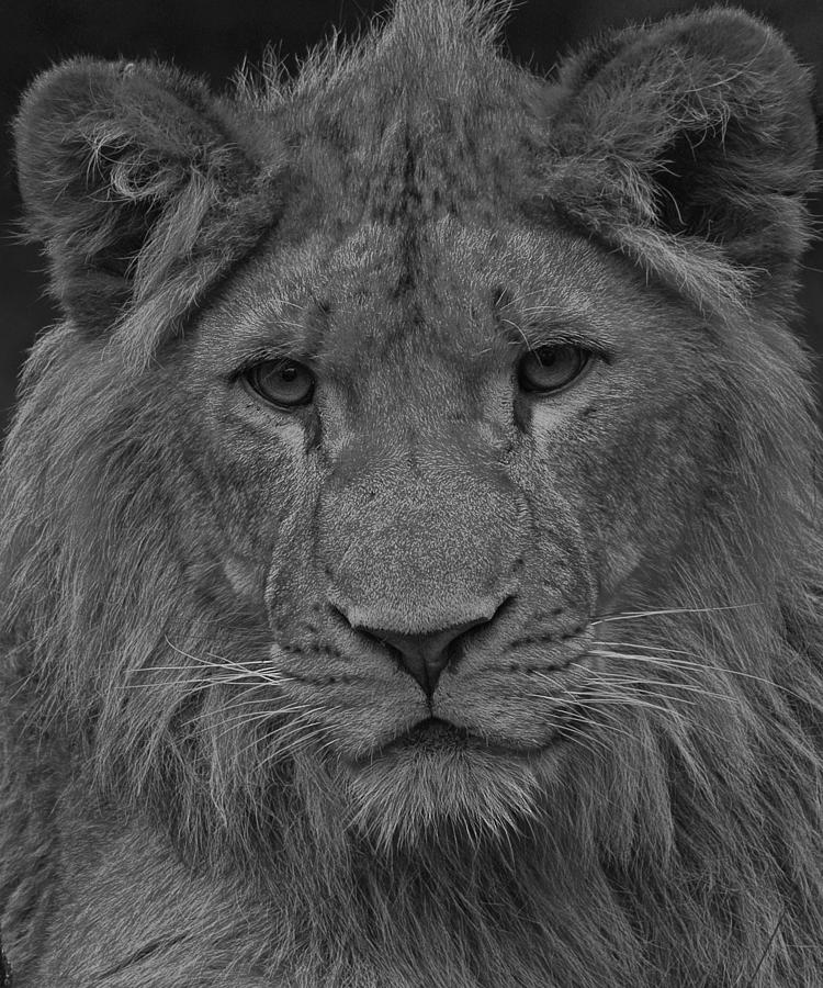 Lion Rework Photograph by Paul Scoullar