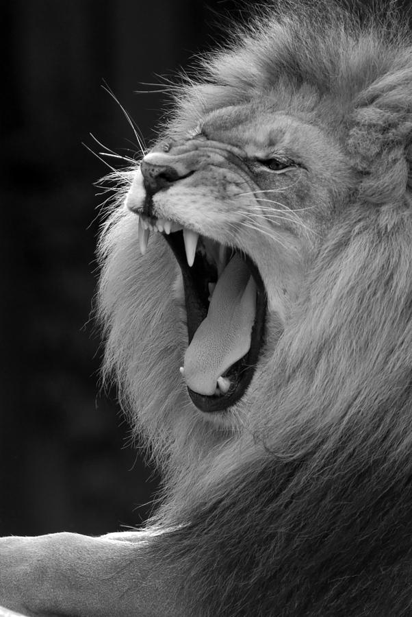 lion roaring black and white front view