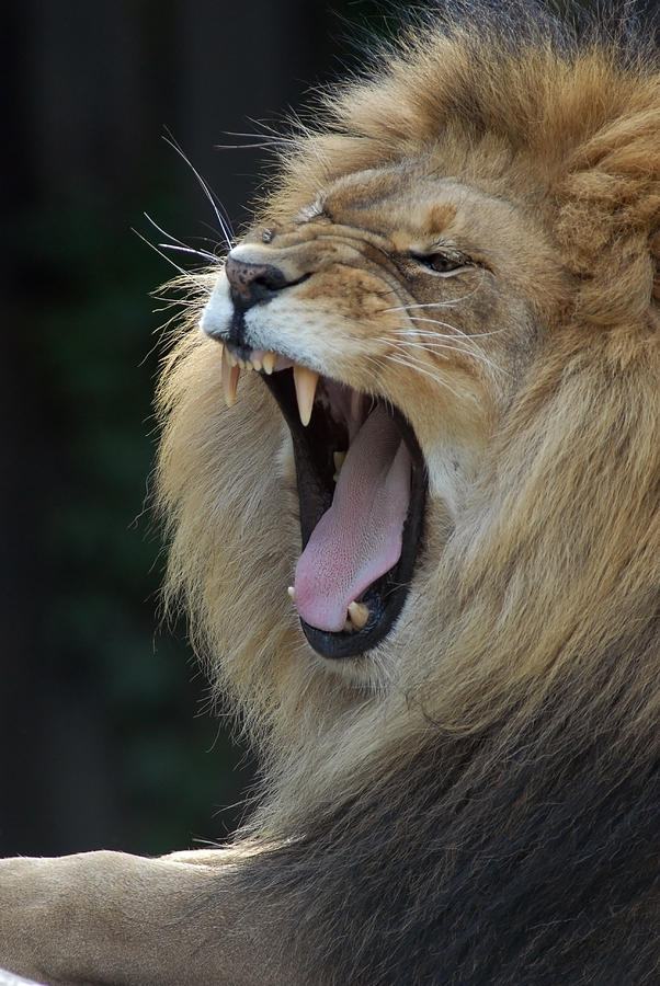 Lion Roar Mufasa Cleveland Zoo Photograph by Clint Buhler