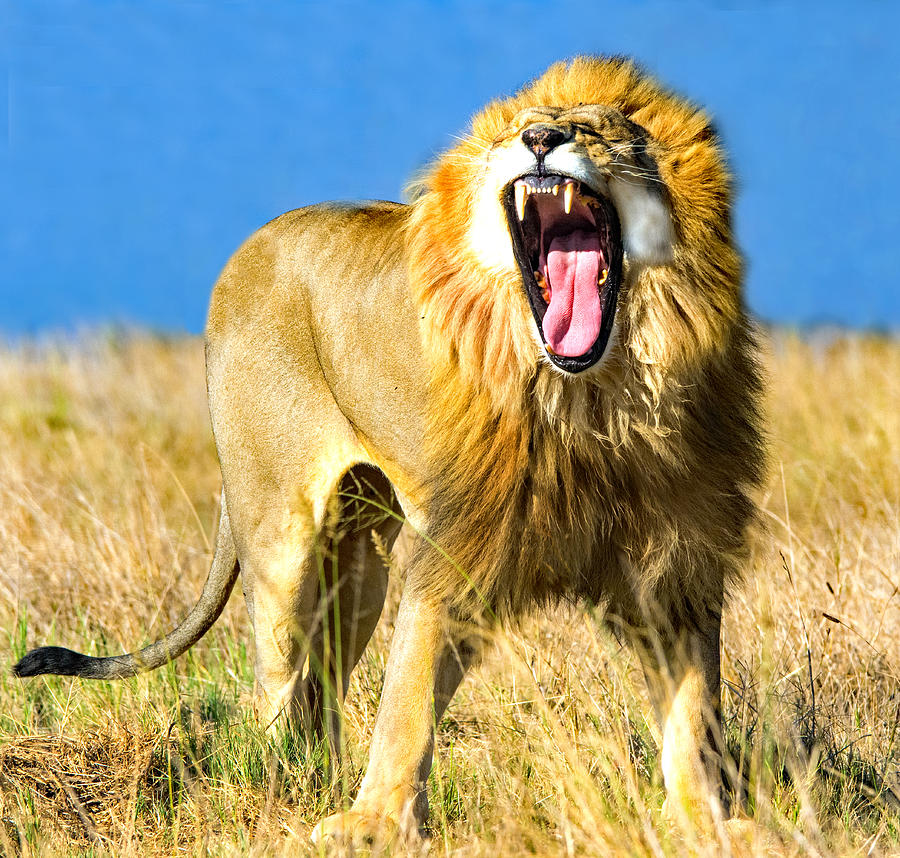 Lion roaring, Mpumalanga, South Africa Photograph by Claudialothering