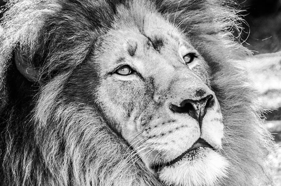 San Diego Zoo Photograph - Lion by Robert Aycock San Diego Zoo Photograph - Lion by Robert Aycock