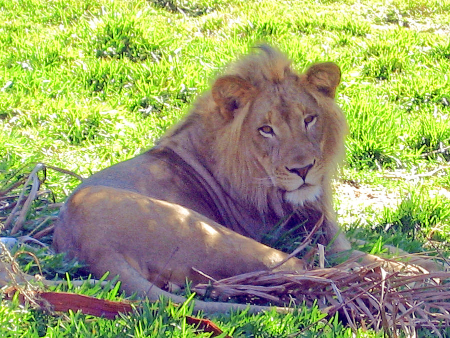 Lion San Diego Zoo Photograph By Jay Milo | Fine Art America