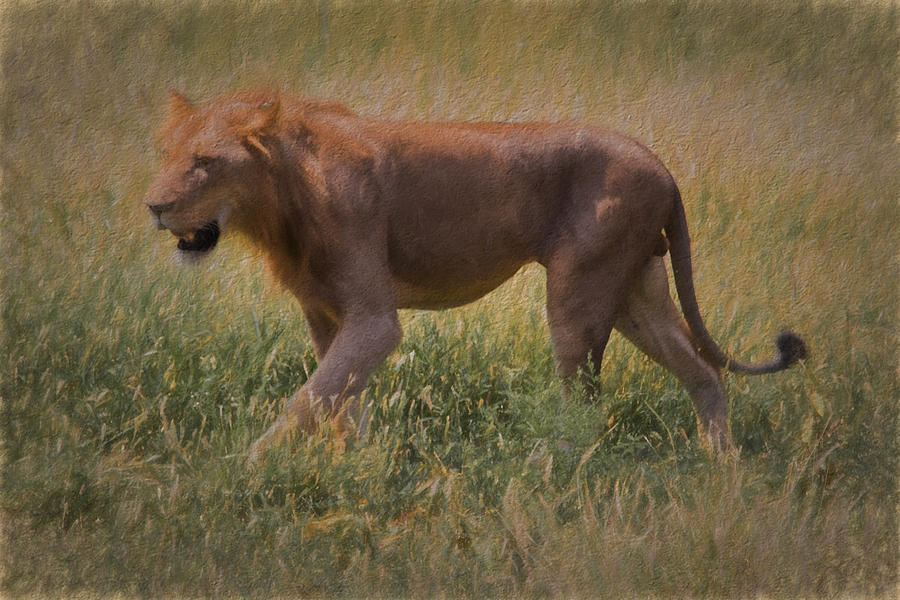 Lion seeking prey Photograph by David Gleeson
