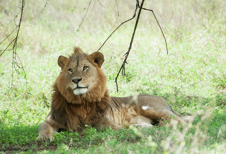 Lion Sitting In The Grass In The Maasai Photograph by Diane Levit / Design Pics