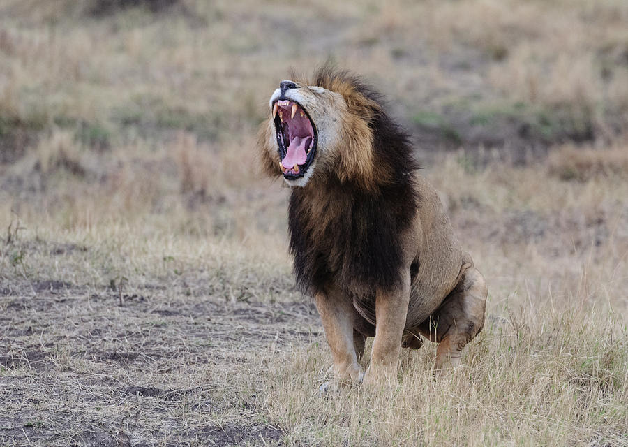Lion sitting, roaring, Panthera Leo, Masai Mara Photograph by Miguel Sanz