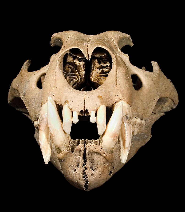 Lion Skull Photograph by Natural History Museum, London/science Photo Library