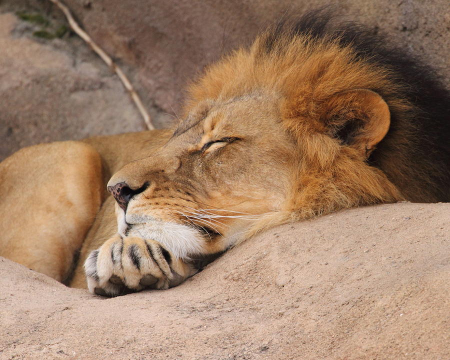 Lion Sleeping Photograph by Coby Cooper