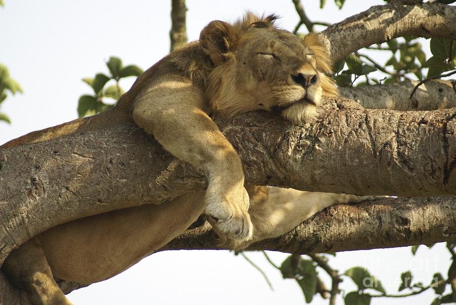 Lion Sleeps On A Tree Photograph by Photostockisrael Fine Art America