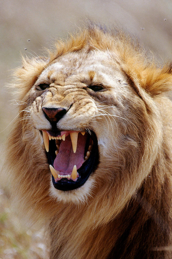 Animal Photograph - Lion Snarling by Mary Beth Angelo