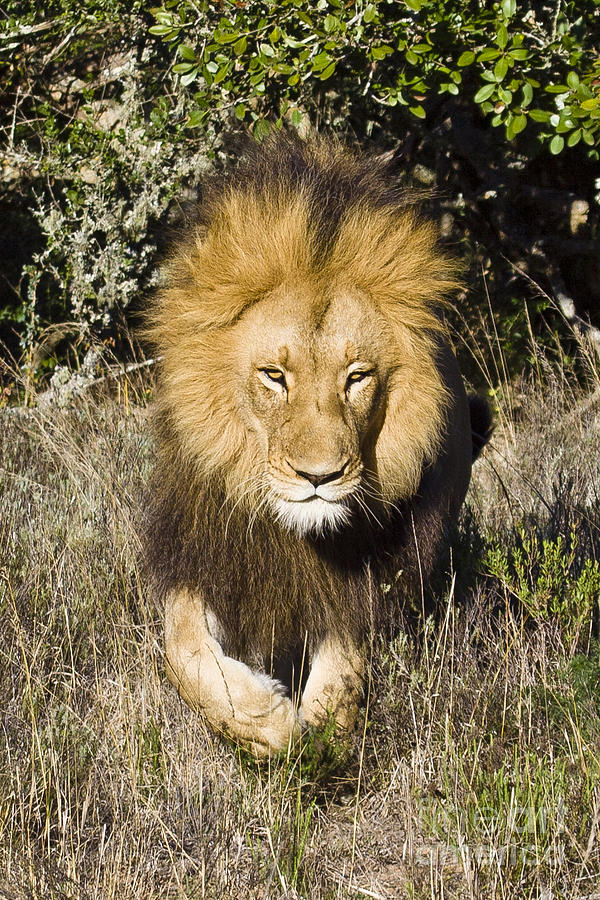 Lion Stalking Photograph by Jennifer Ludlum