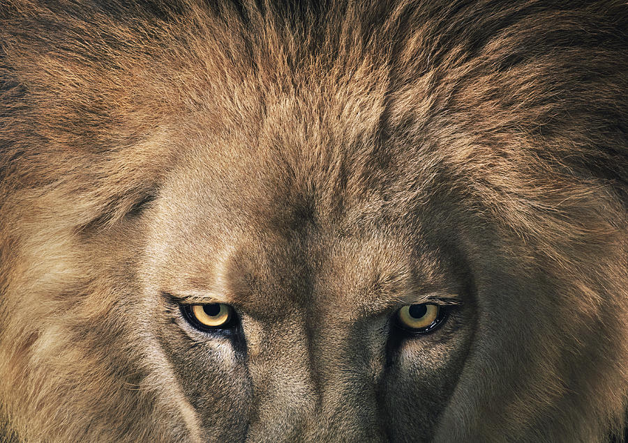 Lion staring Photograph by Tim Flach
