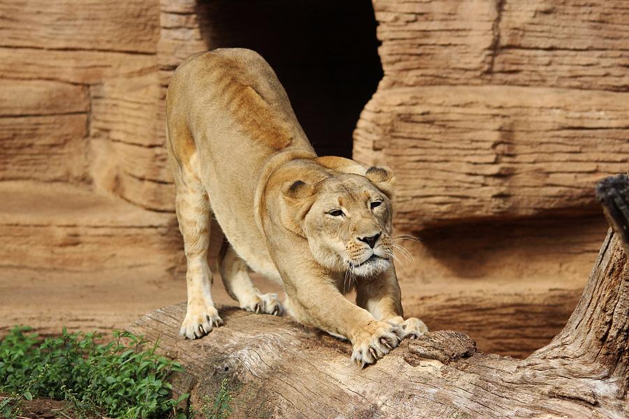 Lion Stretch Photograph by Paulette Thomas - Fine Art America