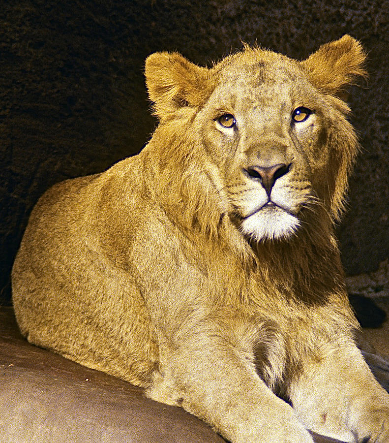 Lion Photograph by Stuart Litoff