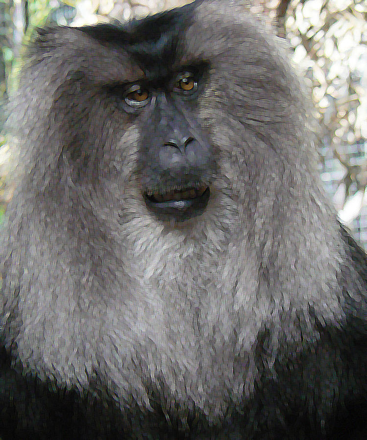 Lion-tailed Macaque 2 Photograph by Margaret Saheed