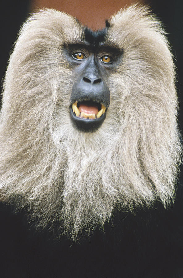 Lion-tailed Macaque Calling India Photograph by Konrad Wothe