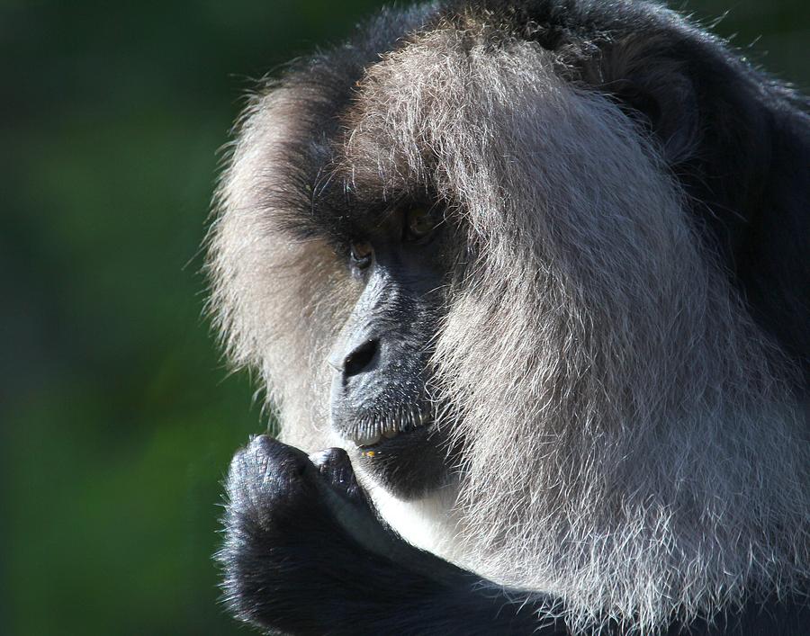 Lion Tailed Macaque Photograph by Davandra Cribbie