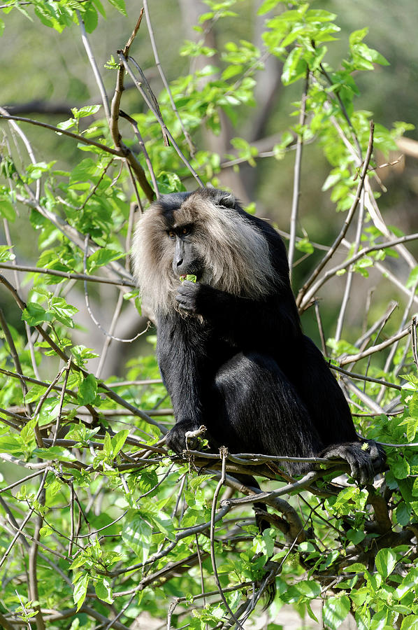 Wildlife Photograph - Lion-tailed Macaque by Heiti Paves