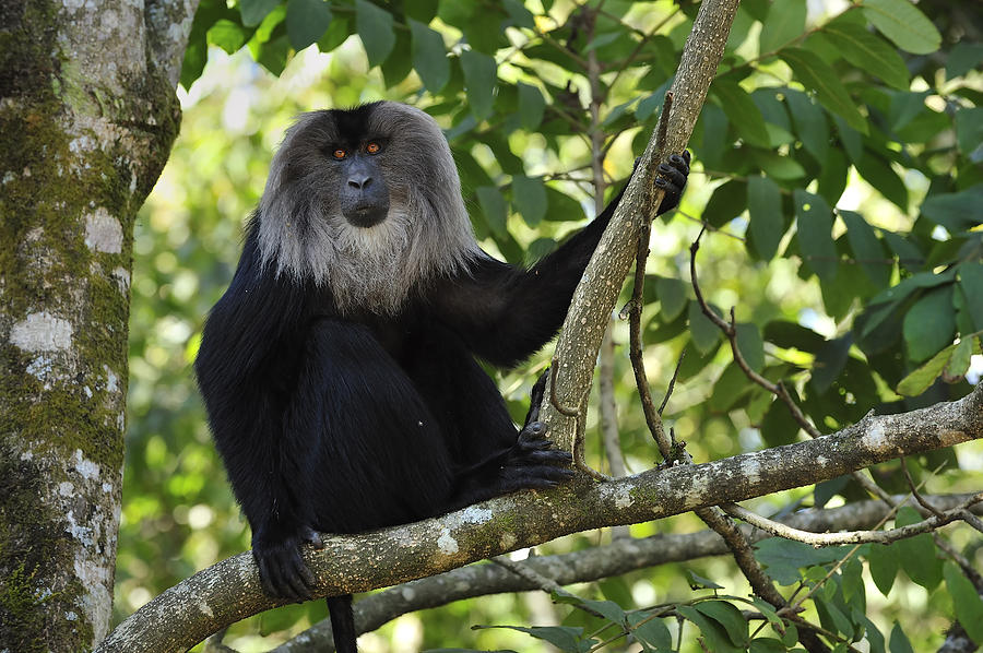 Lion-tailed Macaque In Tree India Photograph by Thomas Marent