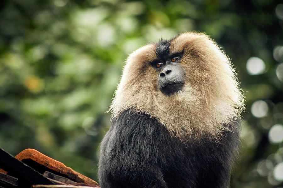 Lion-tailed Macaque Photograph by Paul Williams