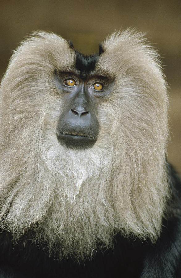Lion-tailed Macaque Portrait India Photograph by Konrad Wothe