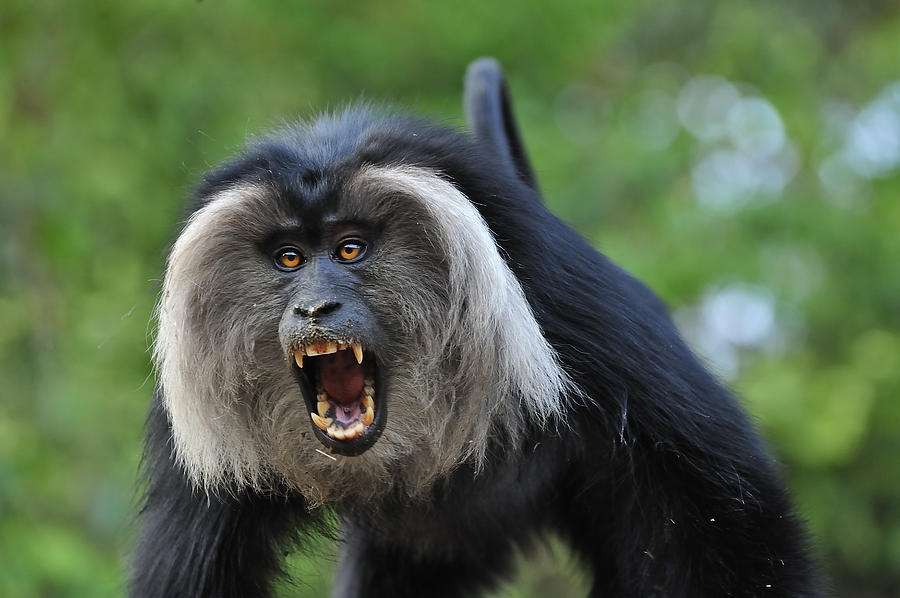 Lion-tailed Macaque Threat Display India Photograph by Thomas Marent
