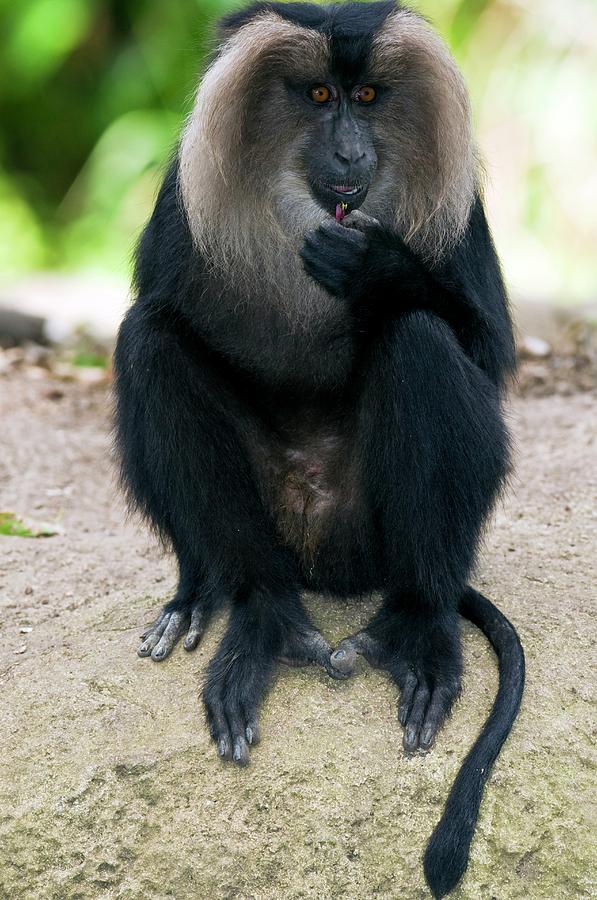 Lion-tailed Macaque Photograph by Tony Camacho/science Photo Library
