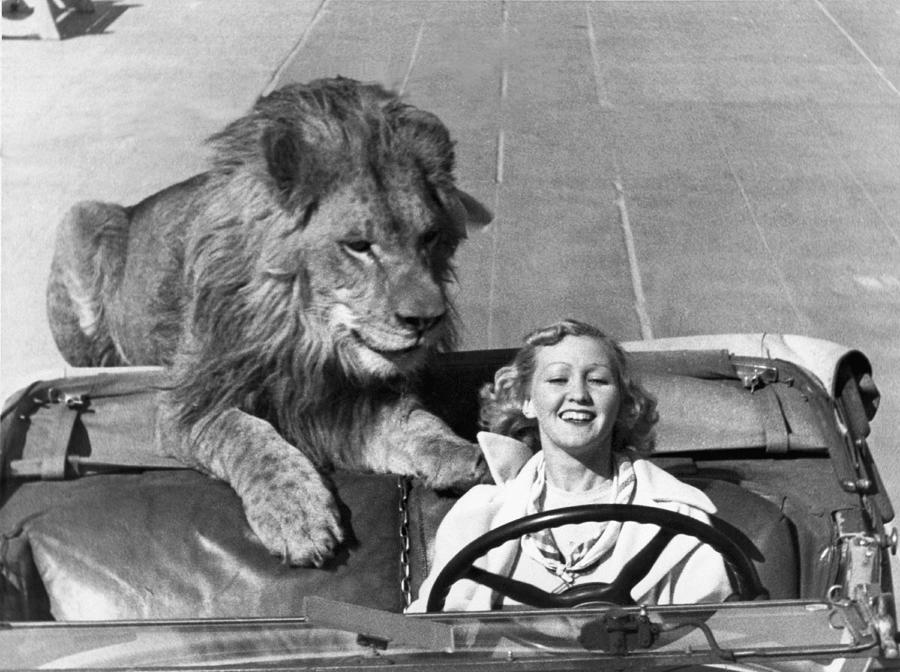Lion Takes A Daily Ride Photograph by Underwood Archives