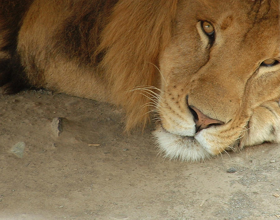 Lion Photograph - Lion by Tanya Hamell