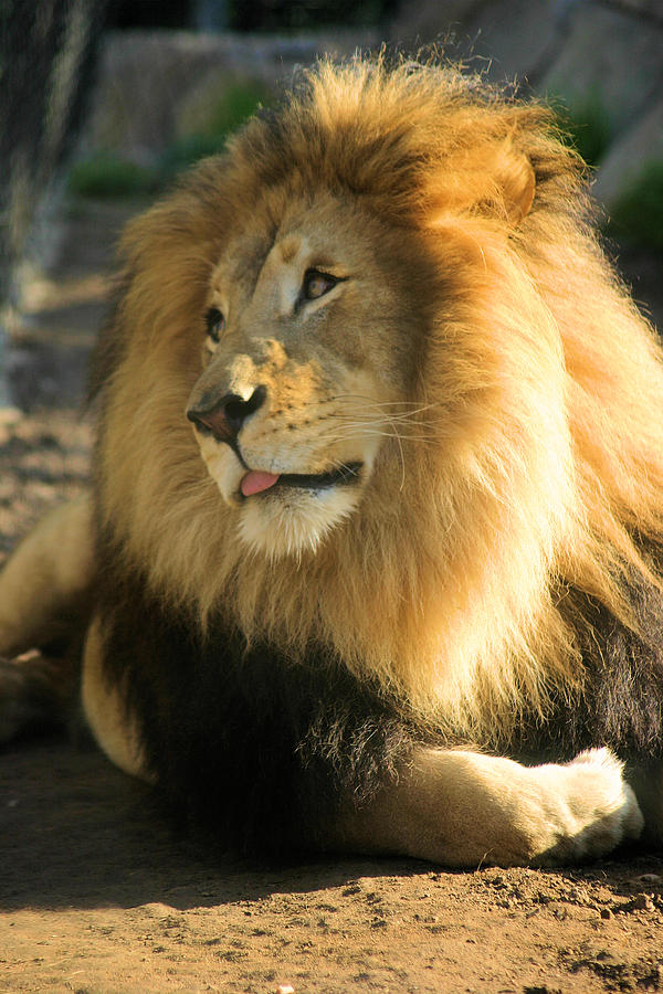 Lion Tongue Photograph by Jane Girardot