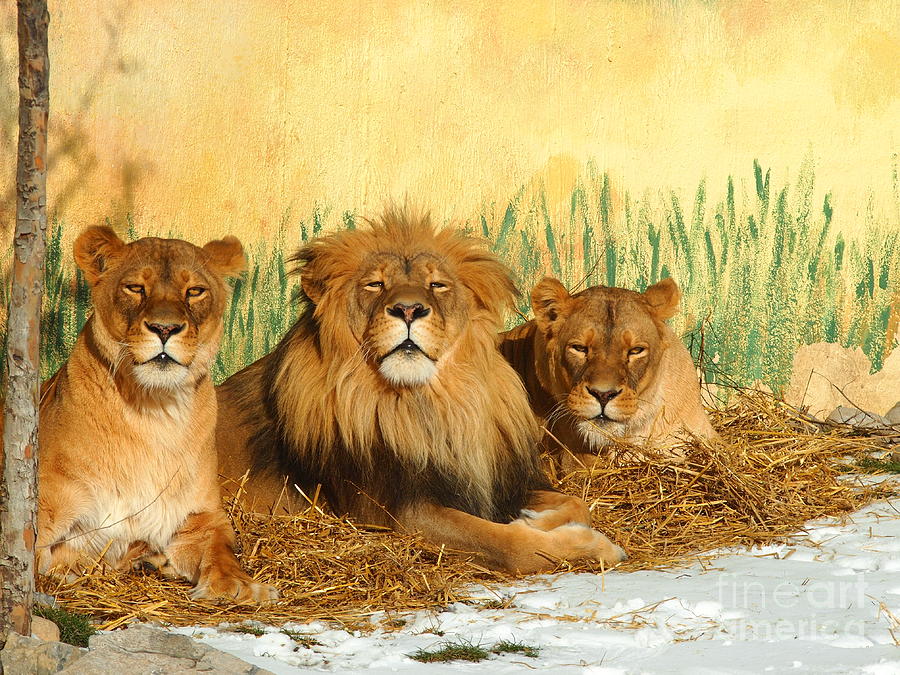 Lion Triplets Photograph by Jennifer Craft