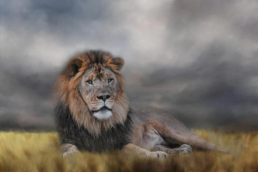 Lion Waiting For The Storm Photograph by Jai Johnson