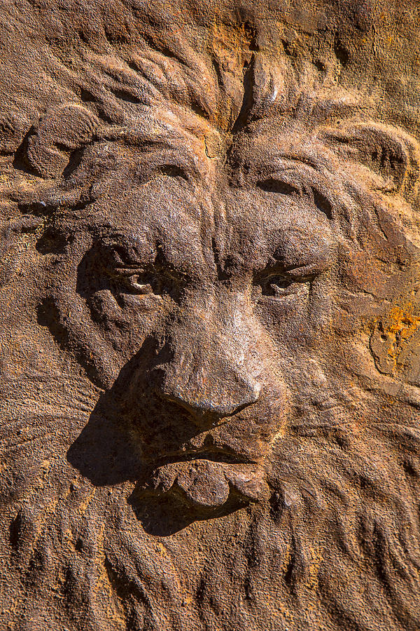 Lion Photograph - Lion Wall by Garry Gay
