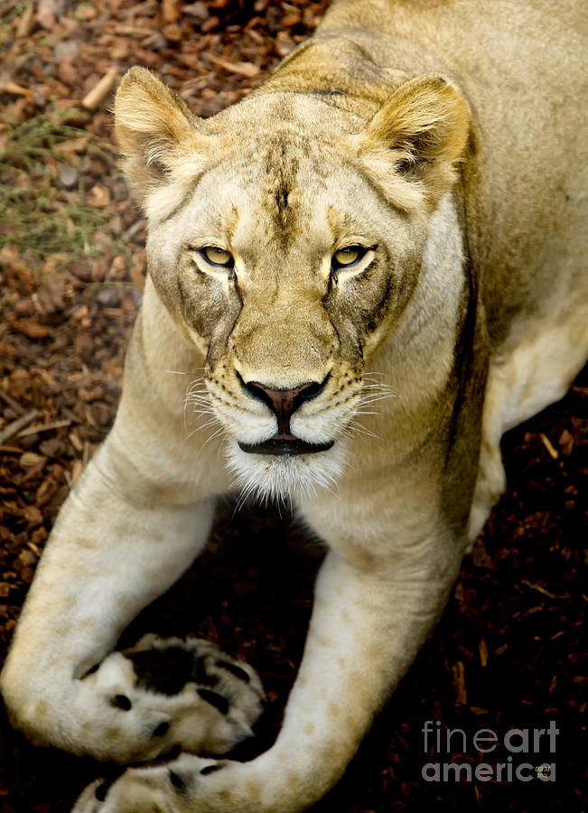 Lion Photograph - Lion-Wildlife by David Millenheft