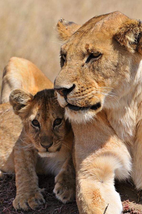 Lion with cubs Photograph by Mark Rasmussen - Fine Art America