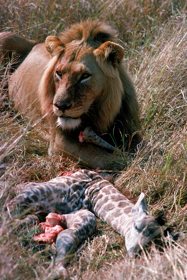 Animal Photograph - Lion With Kill, Kenya by Robert Caputo