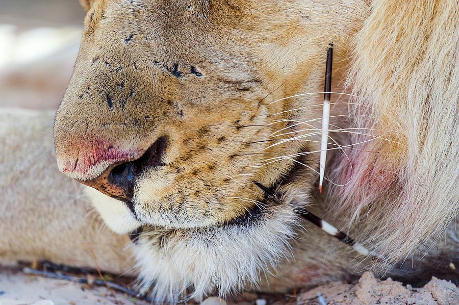 Lion With Porcupine Quills In His Face Photograph by Peter Chadwick/science  Photo Library - Fine Art America