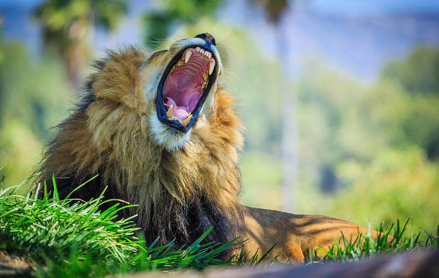 Lion Yawn Photograph by Matthew Onheiber