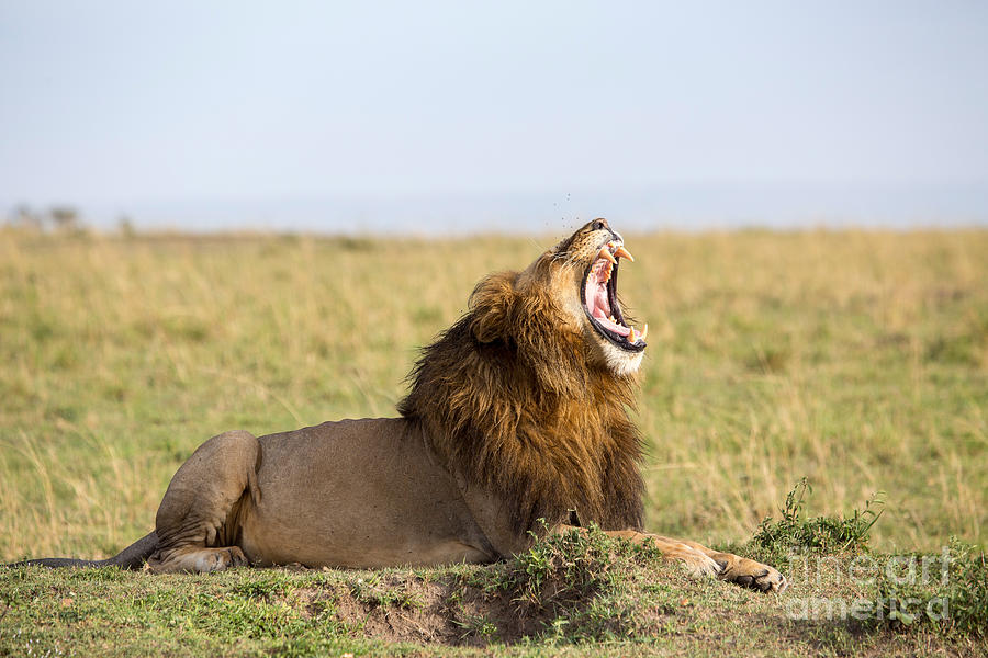 Lion Yawning, Maasai Mara, Kenya Photograph by Greg Dimijian