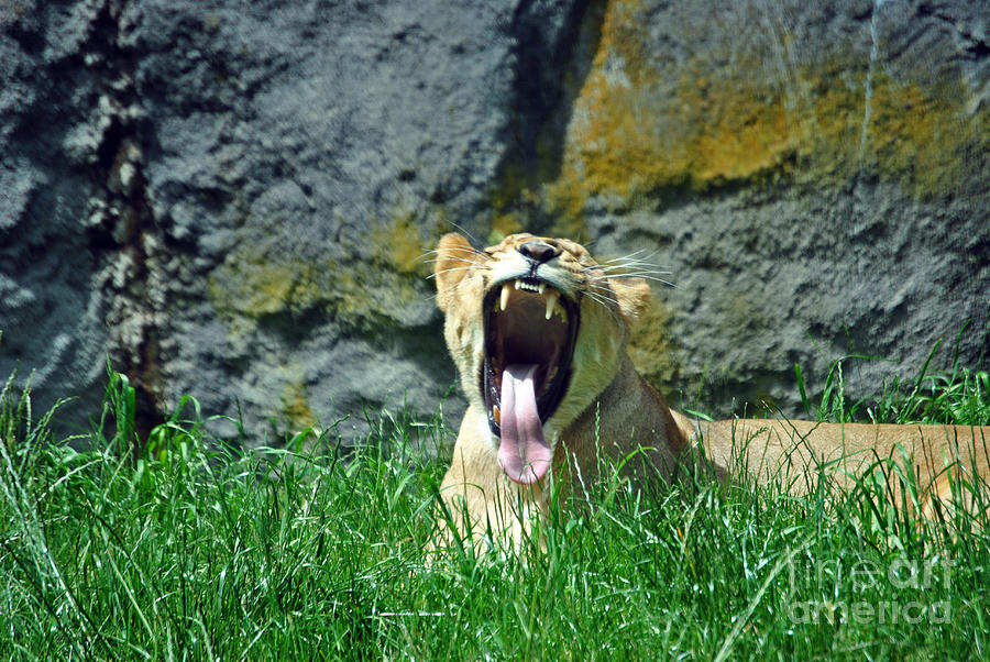 Lion yawns Photograph by Frank Larkin
