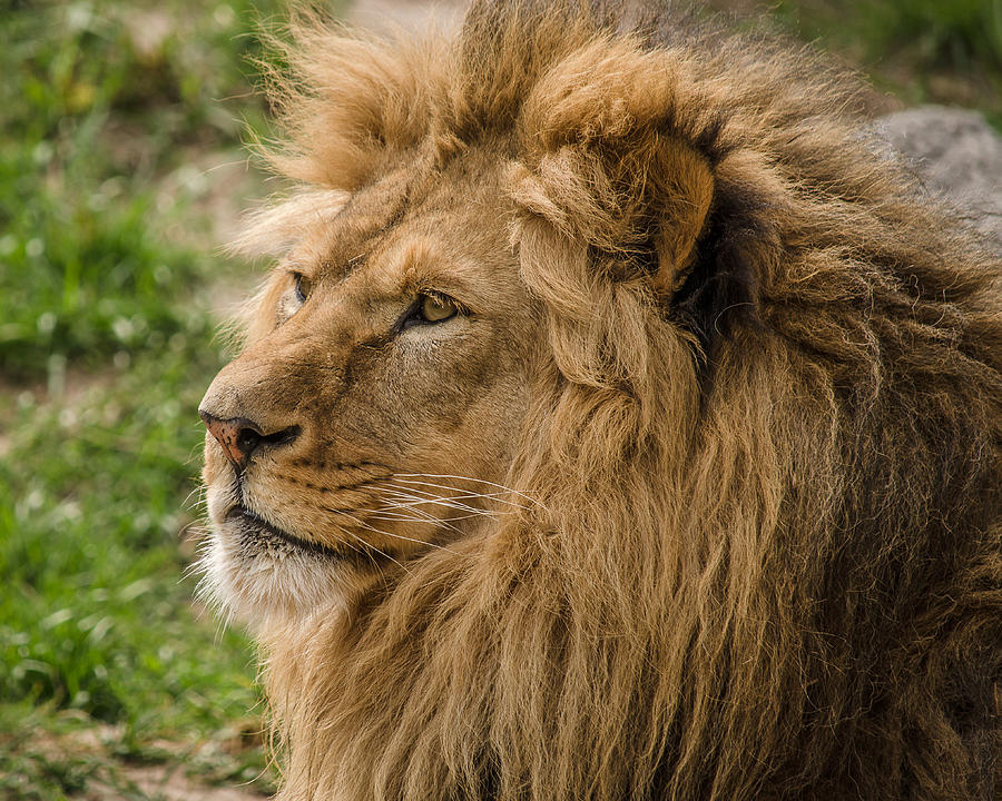 Lion Photograph by Yeates Photography
