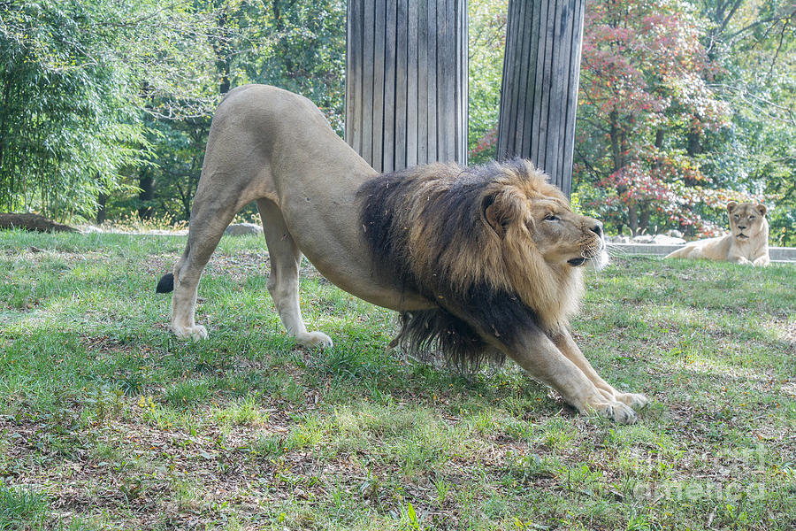 Lion Yoga Photograph by Chris Scroggins