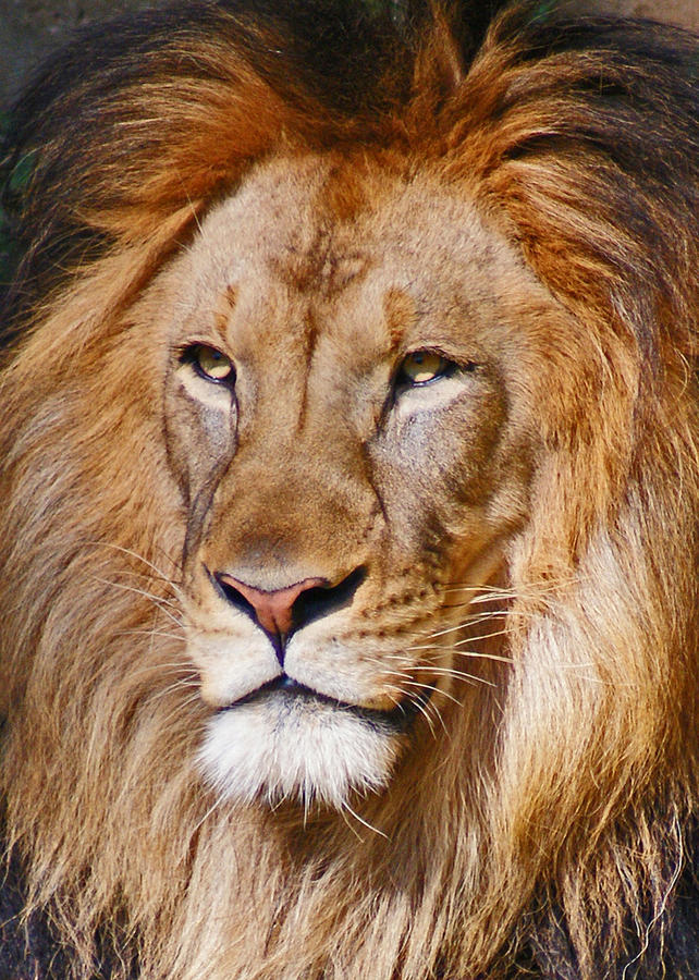 Lion Zoom Photograph by Kristen Mohr | Fine Art America