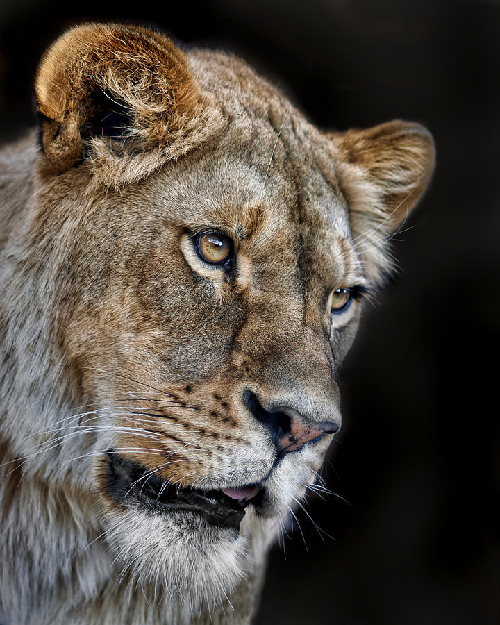 Lioness #2 Photograph by Nikolyn McDonald
