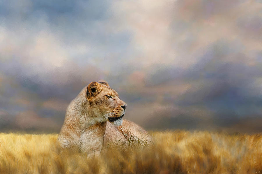Lioness After The Storm Photograph by Jai Johnson